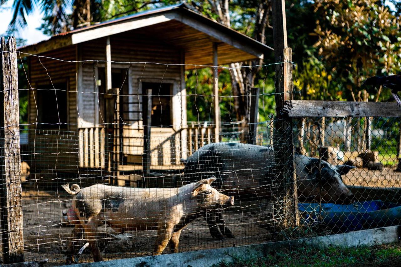 Oso De Osa Hotel Sierpe Bagian luar foto