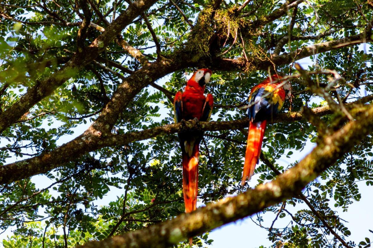 Oso De Osa Hotel Sierpe Bagian luar foto