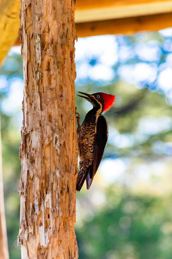 Oso De Osa Hotel Sierpe Bagian luar foto